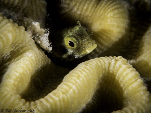 I spent a little bit of time with this blenny trying to g... by Patricia Sinclair 